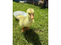 mlade-husy-small-2