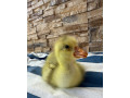 mlade-husy-small-3