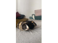 morske-prasiatka-morca-small-1