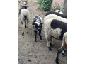 predam-braranceky-small-0