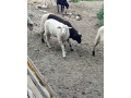predam-braranceky-small-3