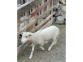 predam-braranceky-small-2