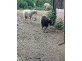 predam-braranceky-small-1
