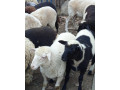 predam-braranceky-small-4