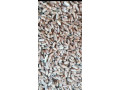 predam-psenicutritikale-raz-small-0