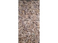 predam-psenicutritikale-raz-small-1