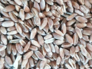 predam-psenicutritikale-raz