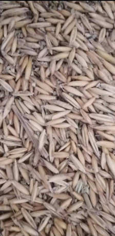 predam-psenicutritikale-raz-big-1