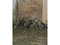 indicke-bezce-small-0
