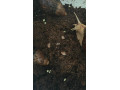 africky-slimak-small-3