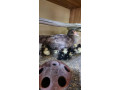 pizmove-kacicky-kacice-small-0