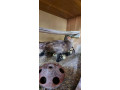 pizmove-kacicky-kacice-small-1