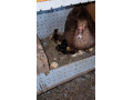 pizmove-kacicky-kacice-small-4