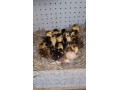 pizmove-kacicky-kacice-small-3