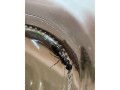 vymenim-camponotus-herculeanus-small-1