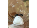 vymenim-camponotus-herculeanus-small-0