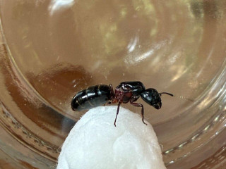 vymenim-camponotus-herculeanus