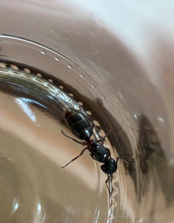 vymenim-camponotus-herculeanus-big-1