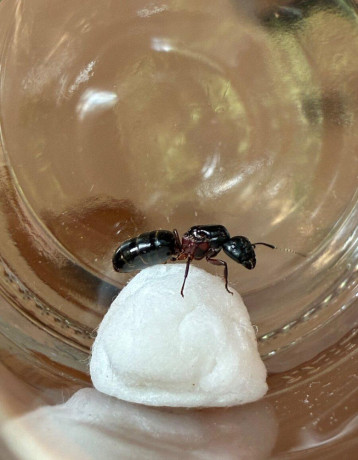 vymenim-camponotus-herculeanus-big-0
