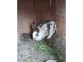 holub-king-small-2