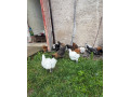 hodvabnicky-paduanky-greenshel-small-4