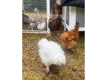 hodvabnicky-paduanky-greenshel-small-2