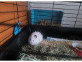 predam-morske-prasiatko-small-0
