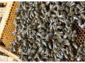 predam-produkcne-vcelstva-b10-12-rodin-moznost-aj-s-ulom-small-0