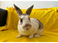 zajac-small-4