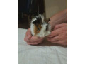 morske-prasiatko-small-0