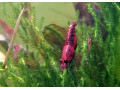 predam-krevetky-small-0