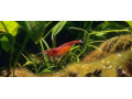 predam-krevetky-small-3