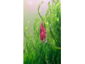 predam-krevetky-small-1