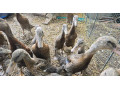 indicky-bezec-small-1