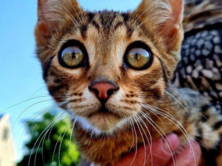 bengalsky-kocurik