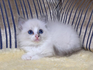 ragdoll-bez-pp