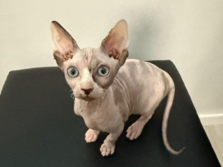 don-sphynx