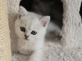 britske-maciatka-chinchilla