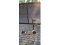 kolobezka-nils-extreme-small-1
