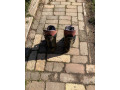 predam-lyziarky-small-4