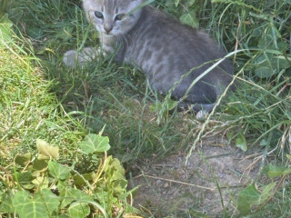 maciatka