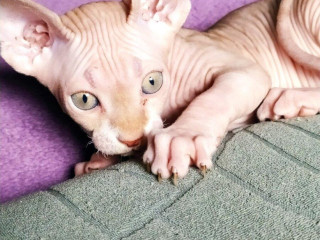kanadsky-sphynx
