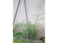 predam-stalozeleny-mrazuvzdorny-bambus-small-1