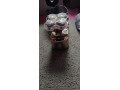 pitbull-shaver-platinum-pro-small-4