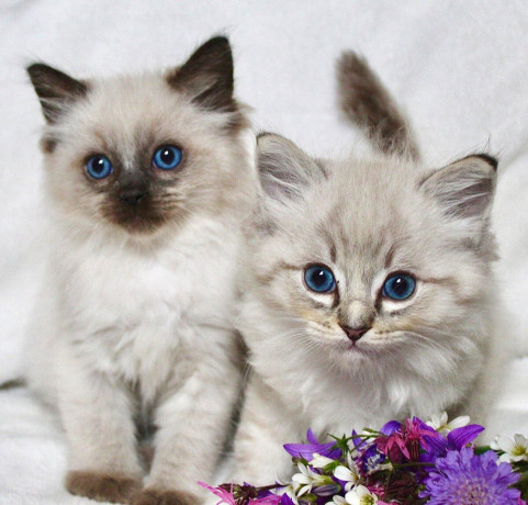 ragdoll-maciatka-big-0
