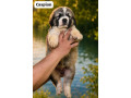 stredoazijsky-ovciak-s-pp-small-3