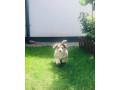 welsh-corgi-small-3