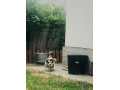welsh-corgi-small-1