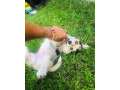 welsh-corgi-small-2
