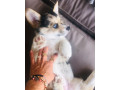 welsh-corgi-small-0